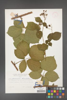 Rubus franconicus [KOR 24833]