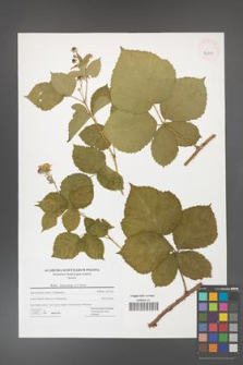 Rubus franconicus [KOR 42815]