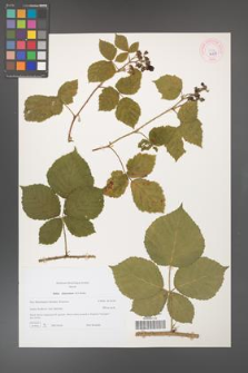 Rubus franconicus [KOR 44358]