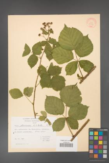 Rubus franconicus [KOR 30983]