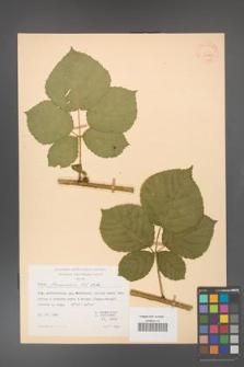 Rubus franconicus [KOR 30985]
