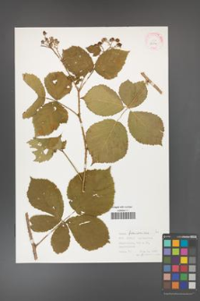 Rubus franconicus [KOR 32311]