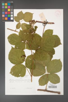 Rubus franconicus [KOR 29597]