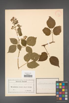 Rubus fusco-ater [KOR 18461]