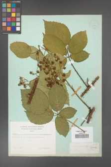 Rubus gliviciensis [KOR 23706]