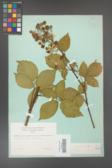 Rubus gliviciensis [KOR 23705]