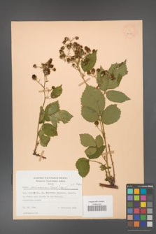 Rubus gliviciensis [KOR 25865]