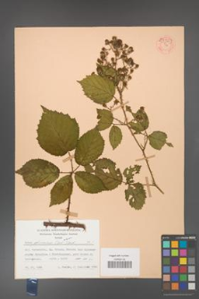 Rubus gliviciensis [KOR 53963]