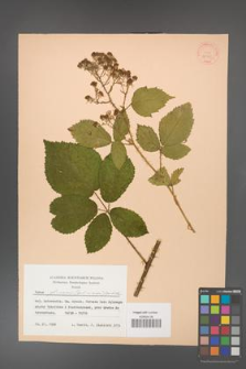 Rubus gliviciensis [KOR 30929]