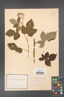 Rubus gloggnitensis [KOR 18466]