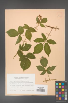 Rubus gliviciensis [KOR 25863]