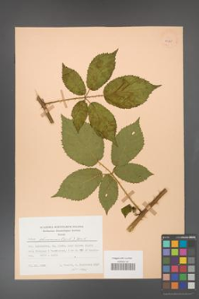 Rubus gliviciensis [KOR 25855]