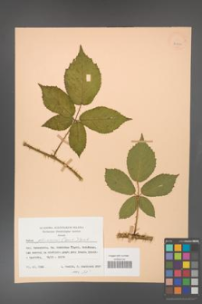 Rubus gliviciensis [KOR 25872]