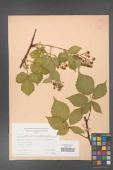 Rubus gliviciensis [KOR 22763]