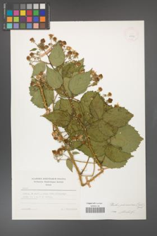 Rubus gliviciensis [KOR 25843]