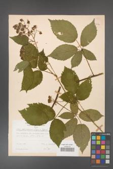 Rubus gliviciensis [KOR 25871]