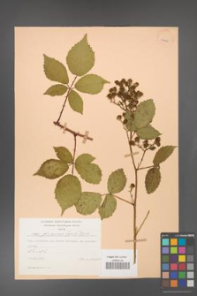 Rubus gliviciensis [KOR 25866]