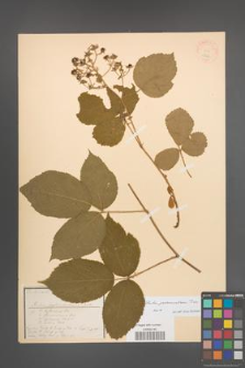 Rubus pedemontanus [KOR 18464]