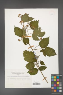 Rubus gliviciensis [KOR 24933]