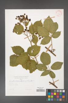 Rubus gliviciensis [KOR 29216]