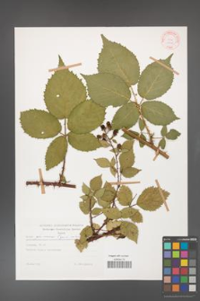 Rubus gliviciensis [KOR 29215]