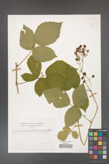 Rubus gliviciensis [KOR 25841]