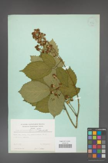 Rubus gliviciensis [KOR 23704]