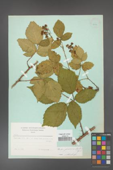Rubus gliviciensis [KOR 23707]