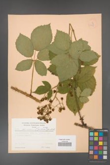 Rubus gliviciensis [KOR 22997]