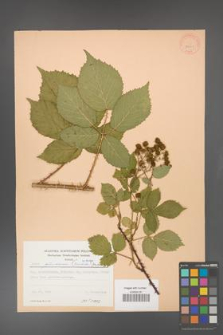 Rubus gliviciensis [KOR 23001]