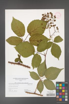 Rubus gliviciensis [KOR 44475]