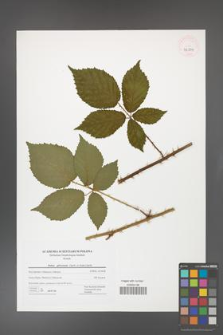 Rubus gliviciensis [KOR 42834]