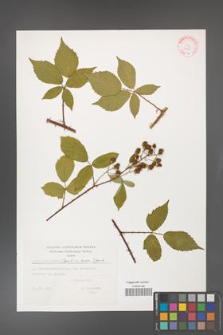 Rubus gliviciensis [KOR 32331]