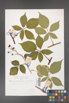 Rubus gliviciensis [KOR 29512]
