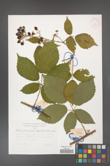 Rubus gliviciensis [KOR 29513]
