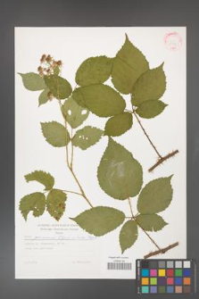 Rubus gliviciensis [KOR 29303]