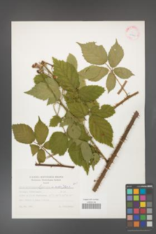 Rubus gliviciensis [KOR 25622]
