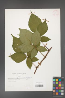 Rubus gliviciensis [KOR 25632]