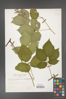 Rubus gliviciensis [KOR 25676]