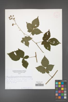 Rubus gothicus [KOR 52642]