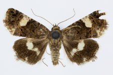 Tyta luctuosa
