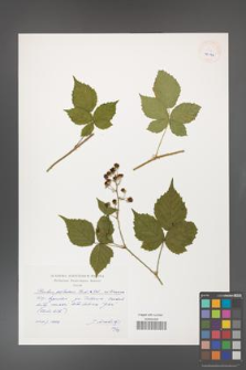 Rubus gothicus [KOR 40144]