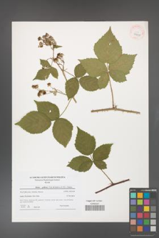 Rubus gothicus [KOR 40699]