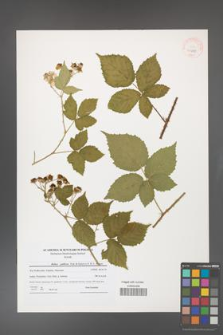 Rubus gothicus [KOR 40698]