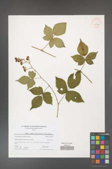 Rubus gothicus [KOR 40697]