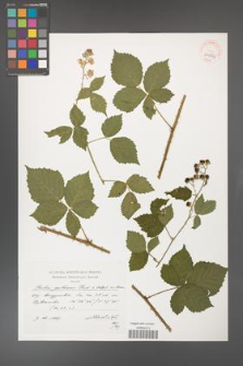 Rubus gothicus [KOR 39065]