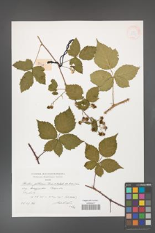 Rubus gothicus [KOR 38319]