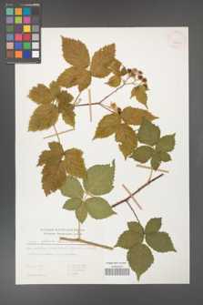 Rubus gothicus [KOR 31957]