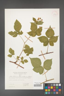Rubus gothicus [KOR 31956]