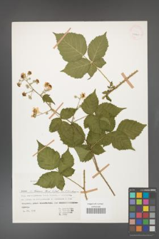 Rubus gothicus [KOR 31960]